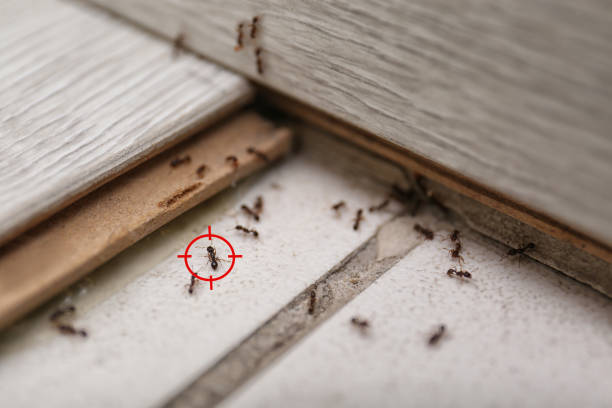 Best Affordable Pest Control Services  in Forsyth, IL