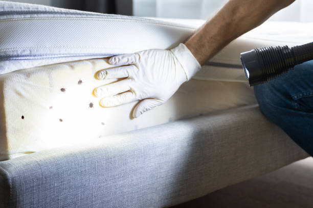Best Bed Bug Extermination  in Forsyth, IL