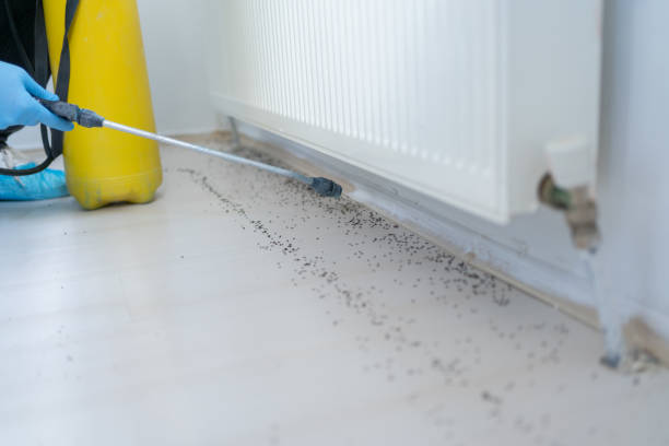 Best Wasp Removal Services  in Forsyth, IL