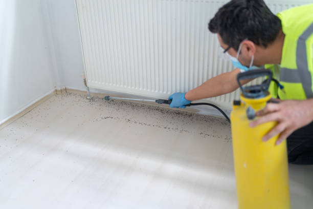 Wasp Removal Services in Forsyth, IL