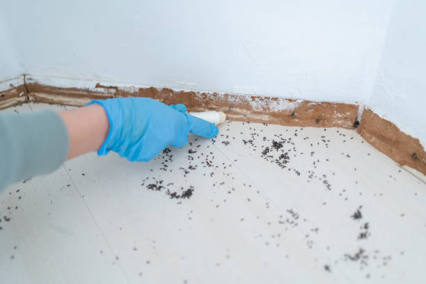 Reliable Forsyth, IL Pest Control Solutions